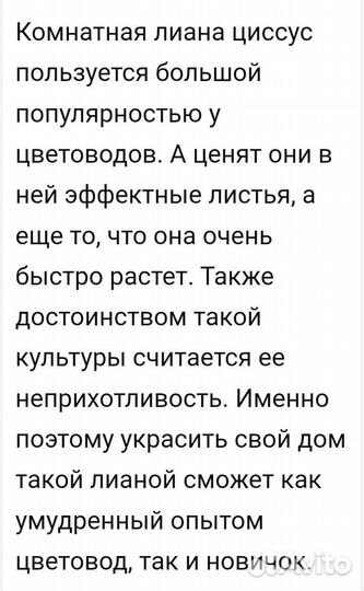 Циссус ромбовидный - березка