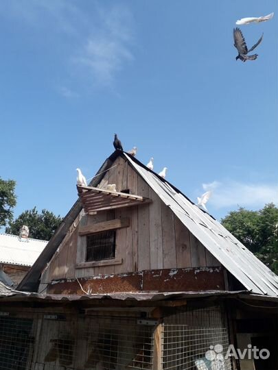 Голуби бакинцы классика, шейки, пёрые