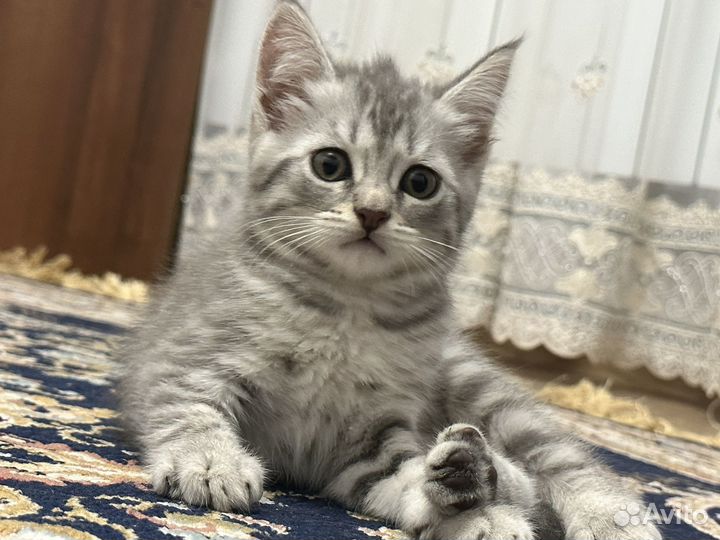 Шотландские котята