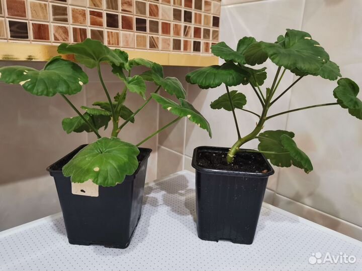 Пеларгония герань