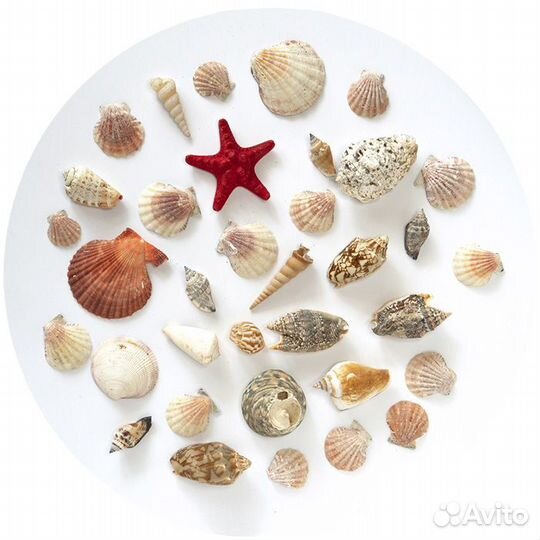 Набор морских ракушек для творчества