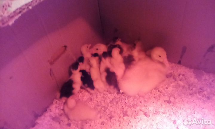 Индоутята тяжёлой линии помесные,гусята Линда