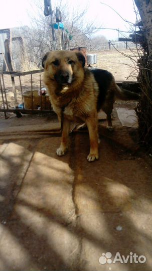 Собака немецкая овчарка