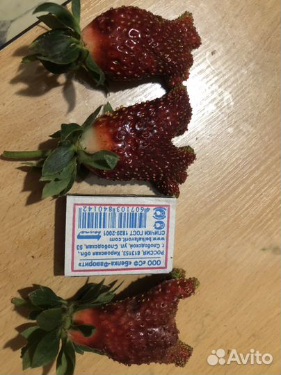 Саженцы земклуники Купчиха и Дар