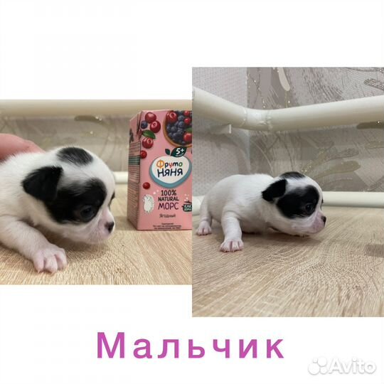 Щенки чихуахуа мини