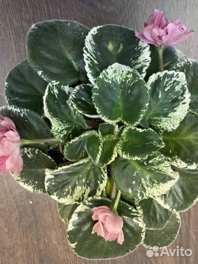 Фиалка сортовая