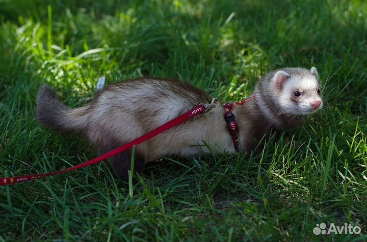 Хорек с клеткой