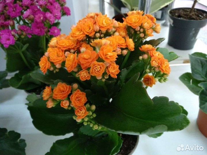 Каланхоэ цветущий