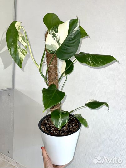 Монстера вариегатная альба