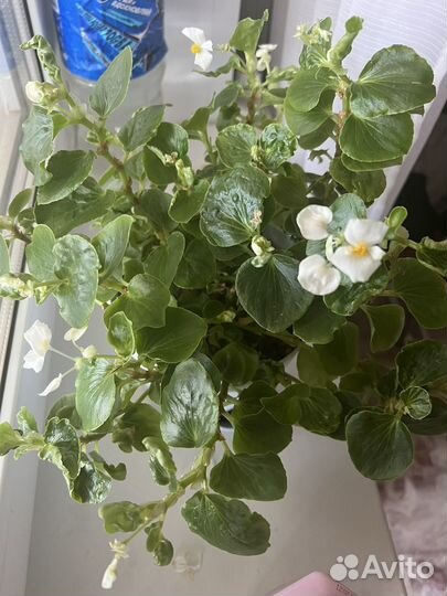 Бегония вечноцветущая белая