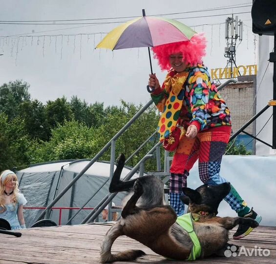 Шоу с цирковыми животными