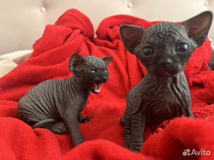 Канадский сфинкс котенок девочка