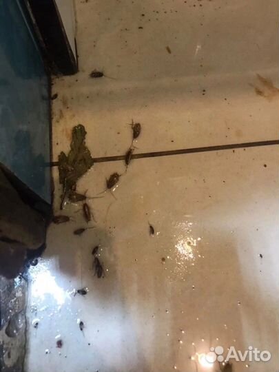 Дезинфекция помещений