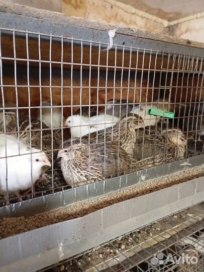 Перепела несушки