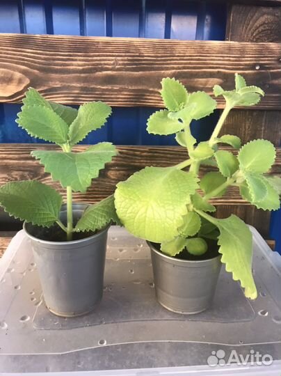 Комнатные растения цветы