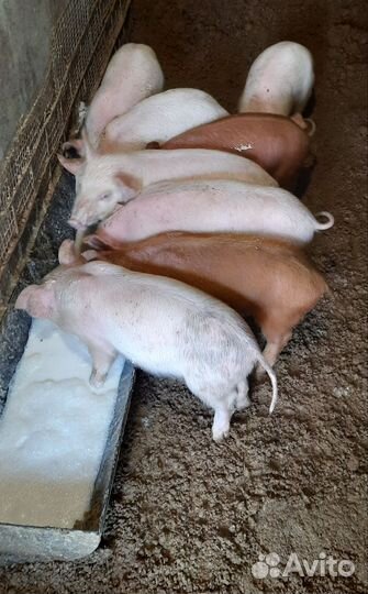 Поросята ландрас дюрок