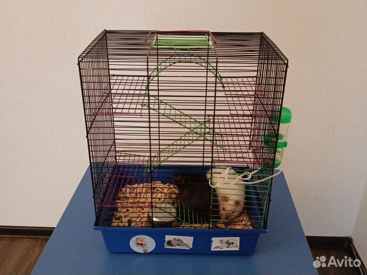 Крысы с клеткой