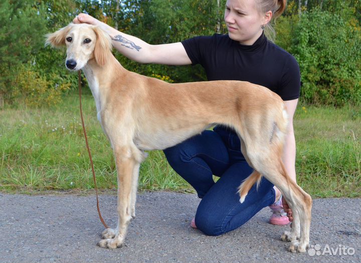 Салюки девочка