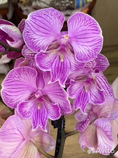 Орхидея Разные