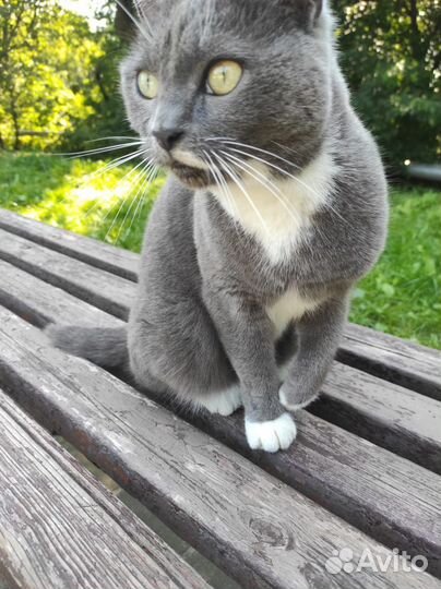 Кошка в добрые руки