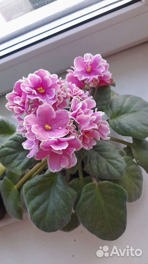 Фиалка, сининнгия, глоксиния