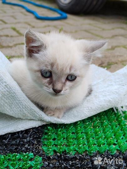Котёнеа в добрые руки