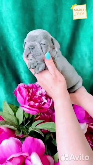 Французский бульдог лиловая девочка