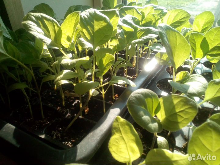 Рассада помидор