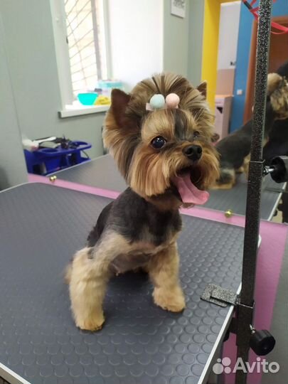 Стрижка собак, экспресс-линька. Грумер