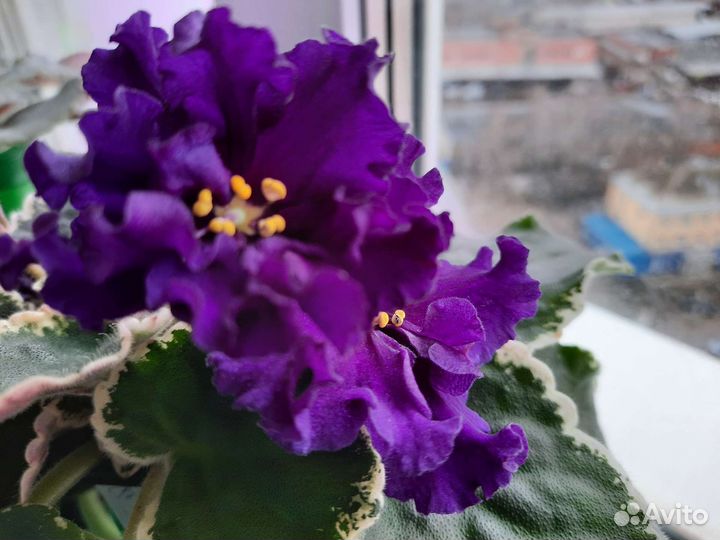 Фиалка в горшках