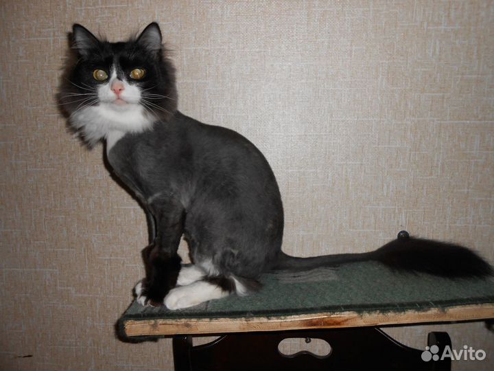 Стрижка домашних животных на дому