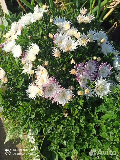 Хризантемы