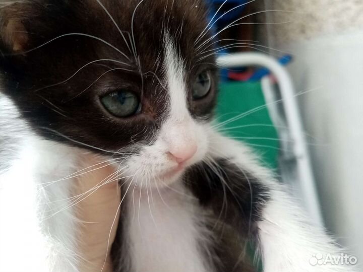 Котята 4 мальчика, 2 июля им будет 2 месяца