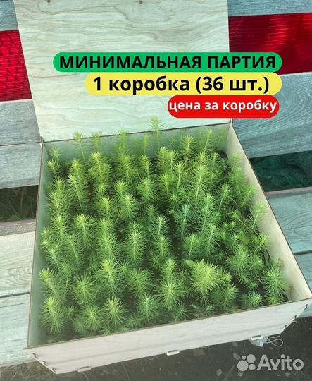 Саженцы ели европейской зкс в розницу