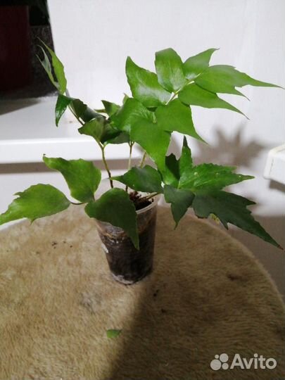 Папортник Николас Даймонд и другие