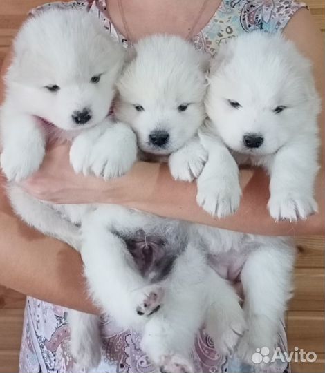 Самоеды