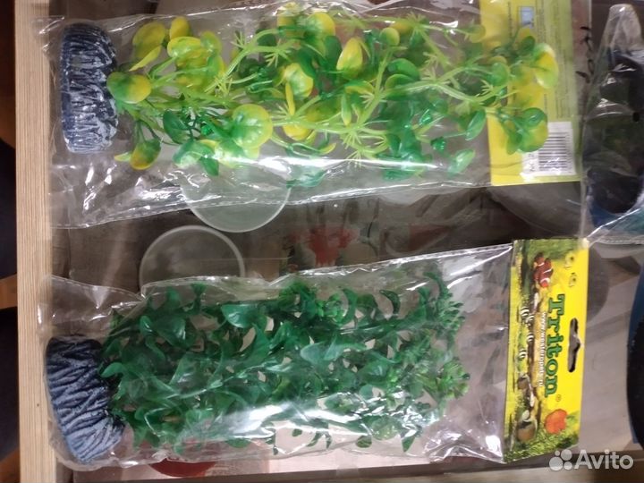 Водоросли для аквариума