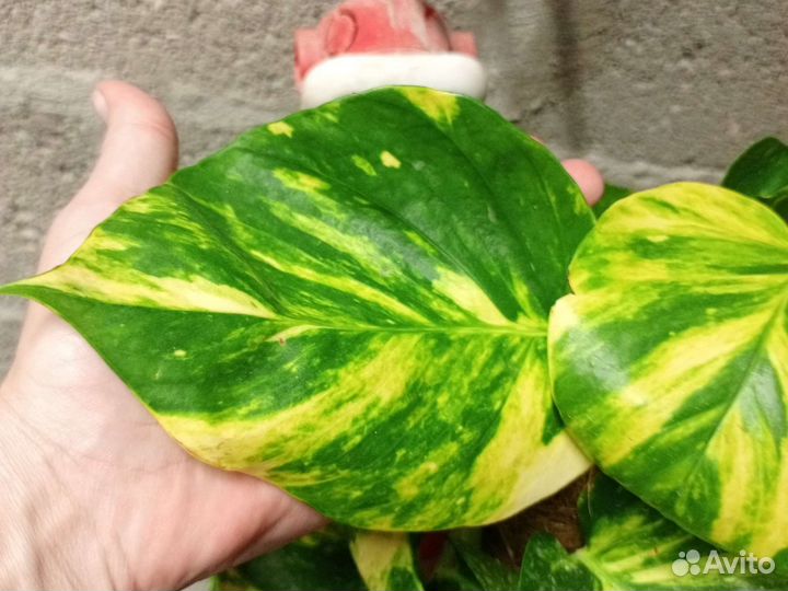 Эппипремнум Мосток золотистый срезом