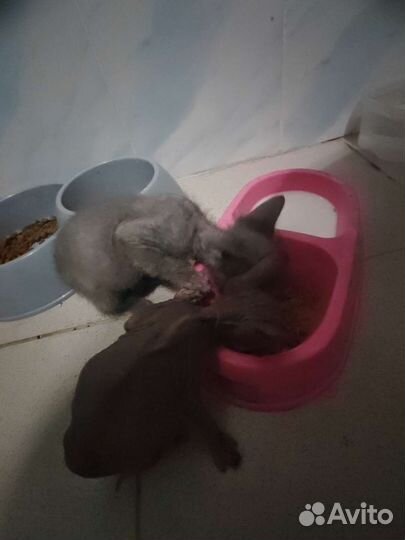 Донской сфинкс котята