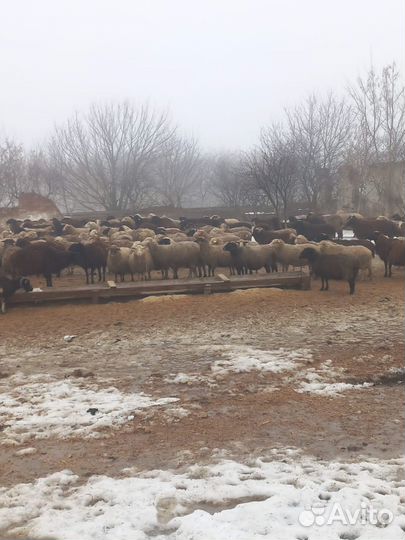 Овцы бараны ягнята