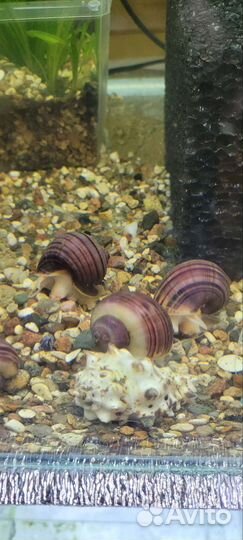 Цветные ампулярии