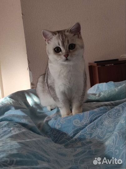 Шотландский кот на вязку