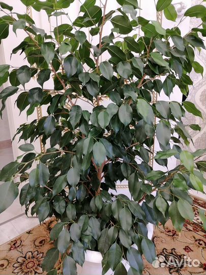 Фикус бенджамина