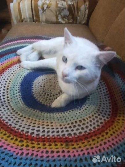 Кот в добрые руки