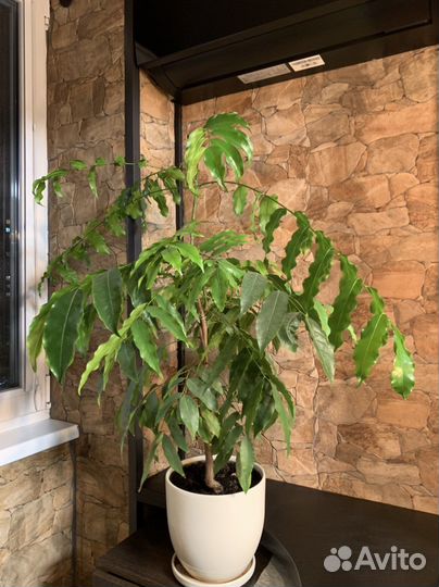 Ореховое дерево