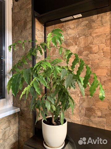 Ореховое дерево