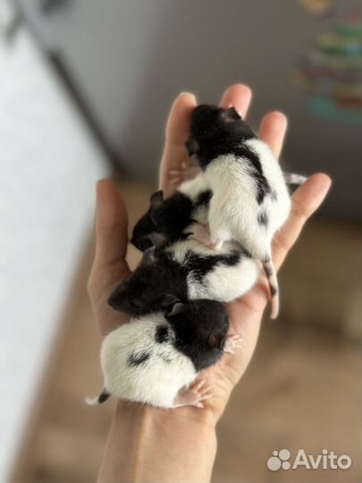 Крыса дамбо