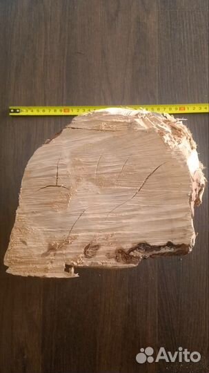 Сувель березовый