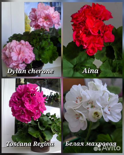 Сортовая пеларгония почтой