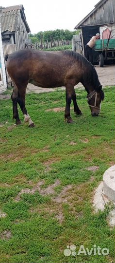 Продам лошадь